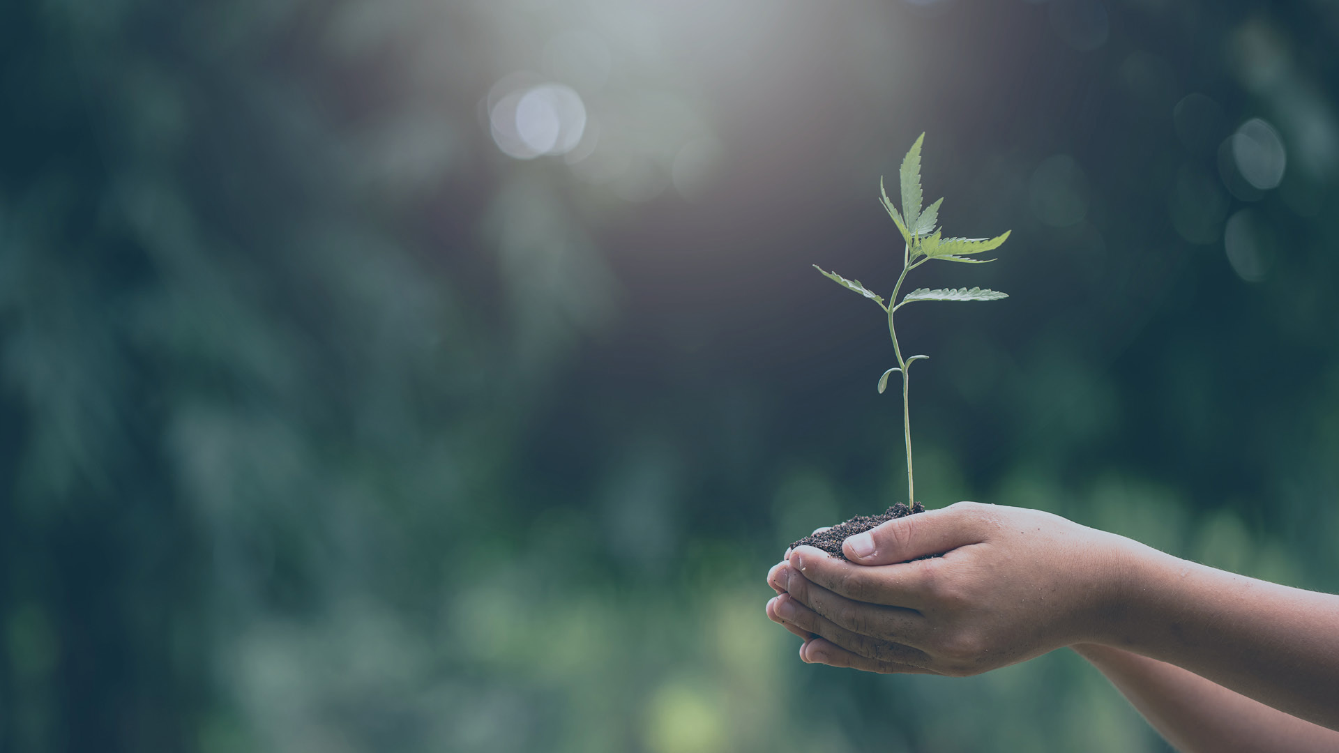 Für audius sind Nachhaltigkeit, Ressourcenschonung und Klimaschutz selbstverständlich. Diese Werte sind fest in unserer Unternehmensphilosophie verankert und leiten unser tägliches Handeln.